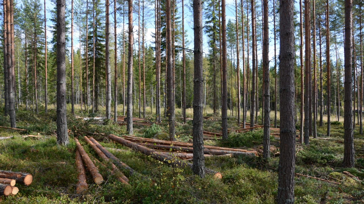 Gallring är lika med värdeökning