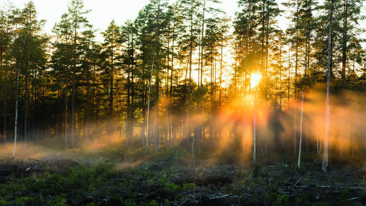 Medlemskap, insatser och ekonomi