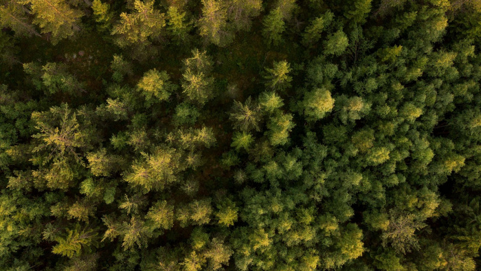 Mellanskog ser positivt på beslut om nyckelbiotoper