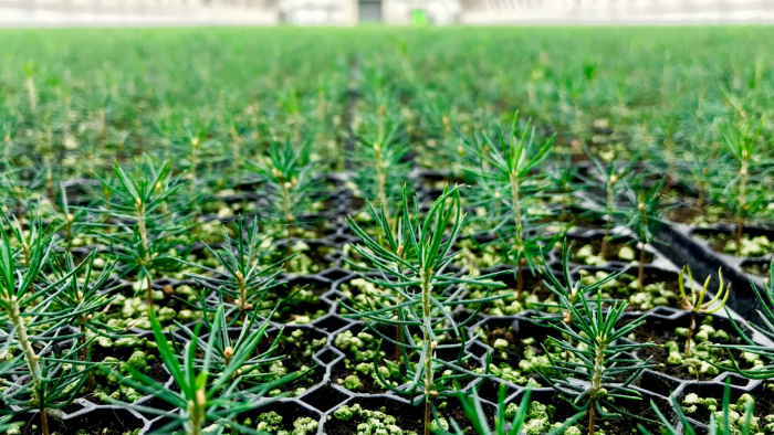 Mellanskog ingår långsiktigt avtal med Svenska Skogsplantor