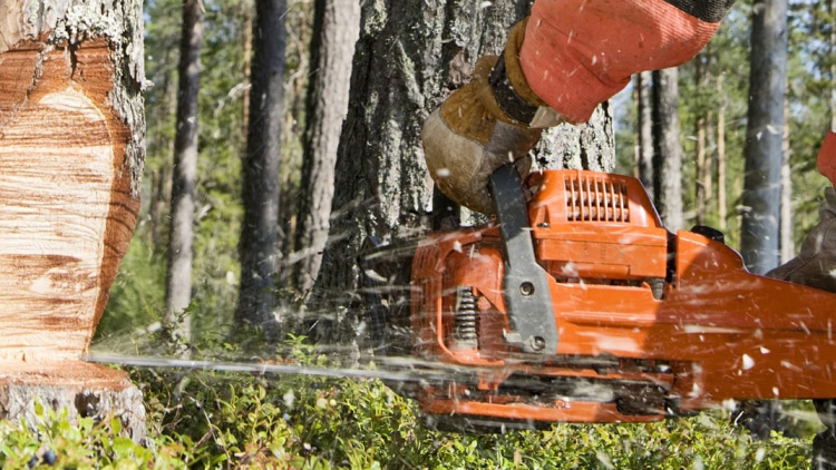 Skogskväll i Malung, öster om Arvselen