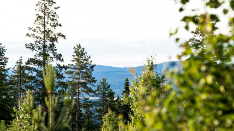 Skogspolitisk debatt – valrörelsen närmar sig