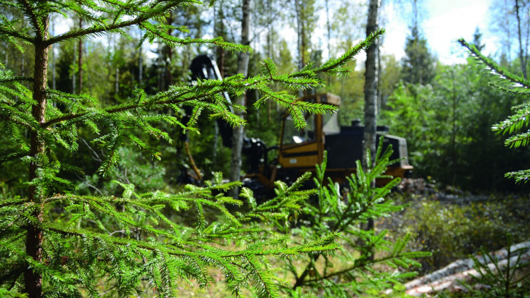 Familjeskogsdag med tema gallring