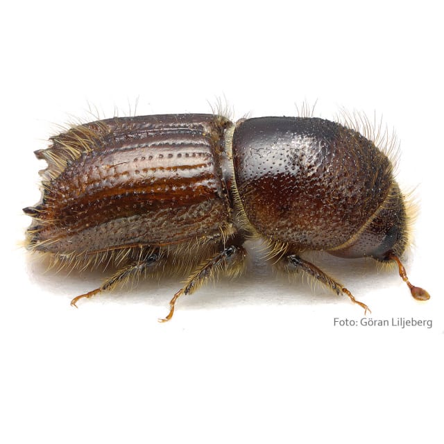 Närbild på granbarkborre mot vit bakgrund