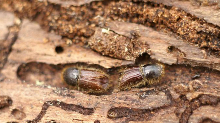 Mellanskog deltar i årets svärmningsövervakning