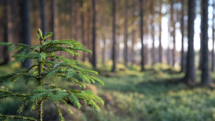 Mellanskogs föreningsstämma genomförs digitalt