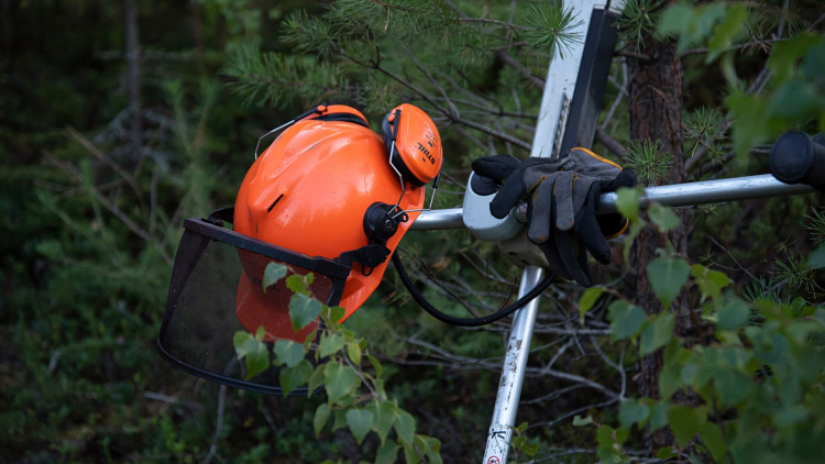 Skogskväll på tema nyttan med röjning