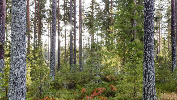 Mellanskogsakademin: Det är kul att äga skog