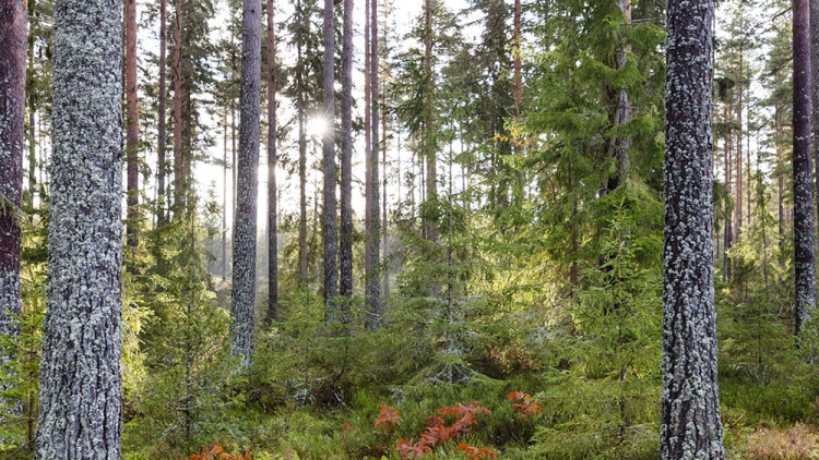 Välkommen på skogsexkursion till Rösåsen, Gustafs i Södra Dalarna