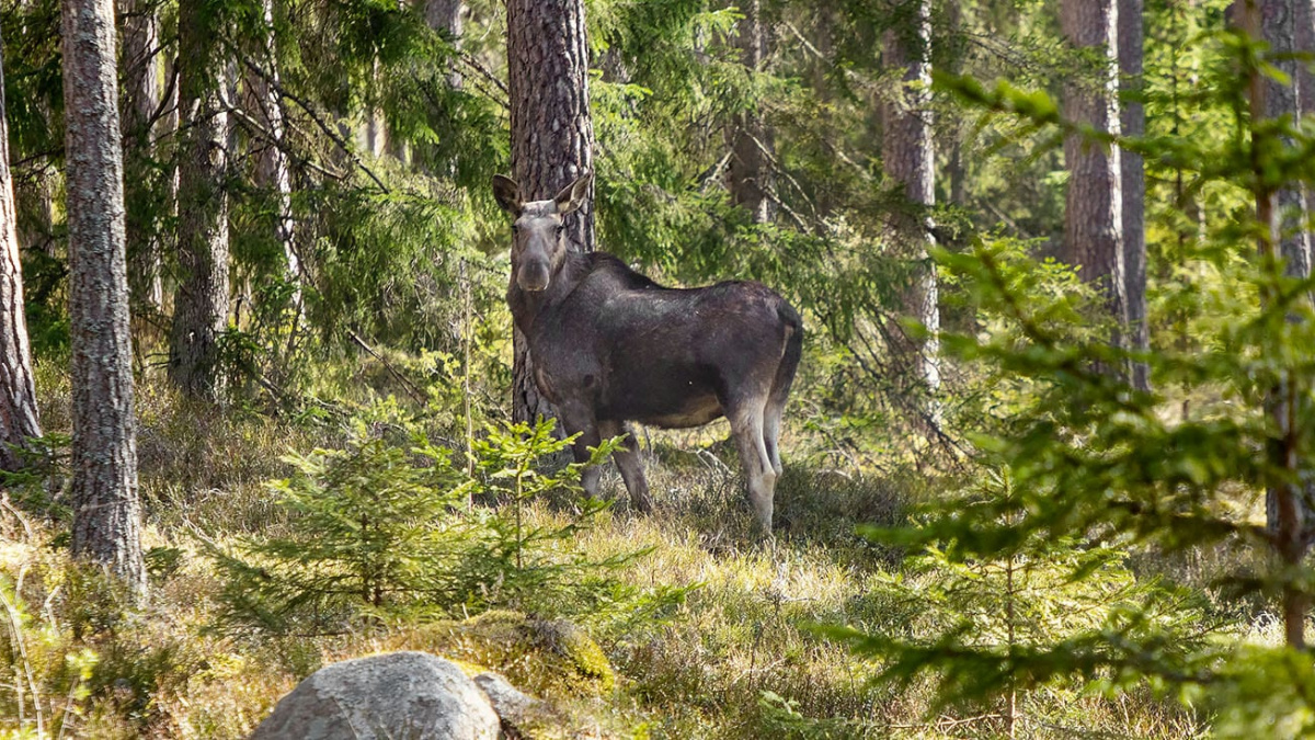 Skogsbruk och klövvilt i balans