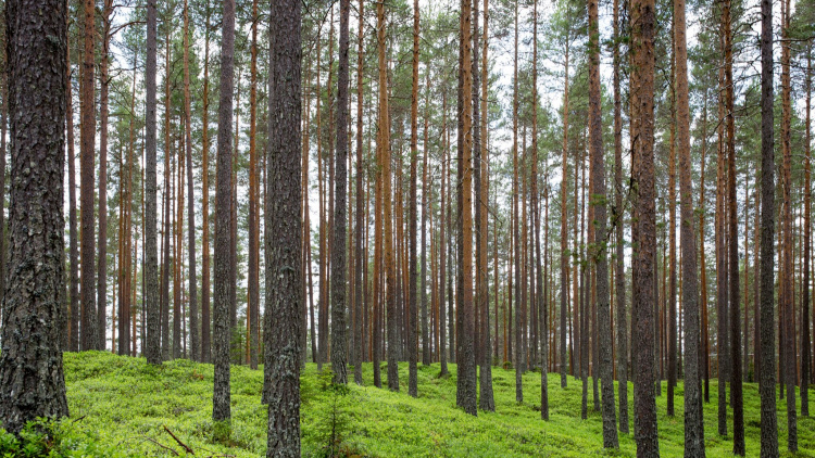 Mellanskogsakademin: Det är kul att äga skog!