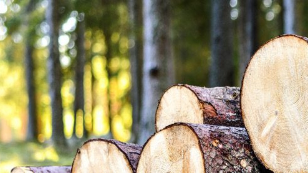 Förmånliga virkespriser