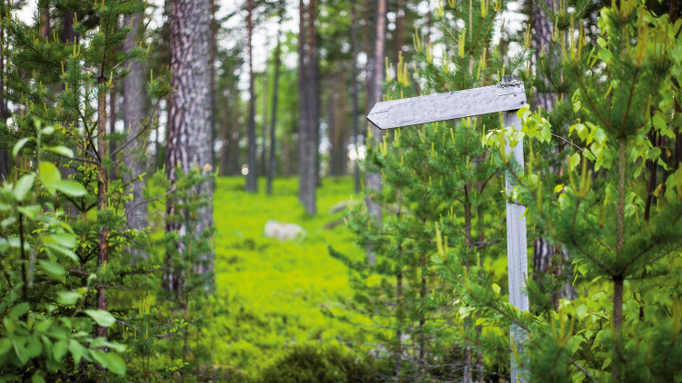 Kom och träffa Mellanskog med flera utställare i Äppelbo