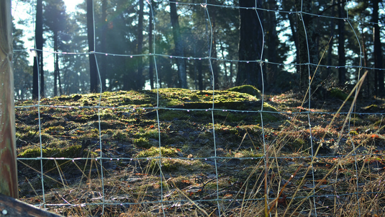Skogskväll om intrång på din mark