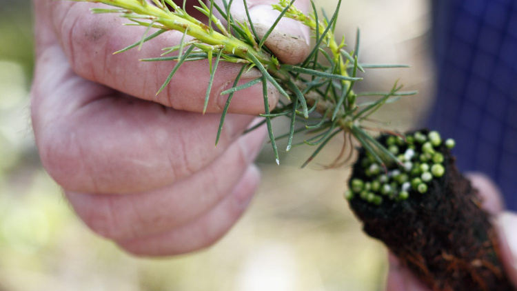 Behöver du hjälp med plantor och plantval?