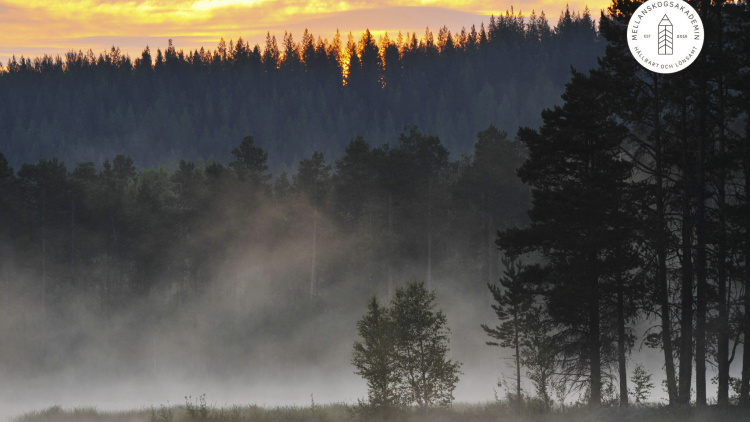 Mellanskogsakademin: Det är kul att äga skog