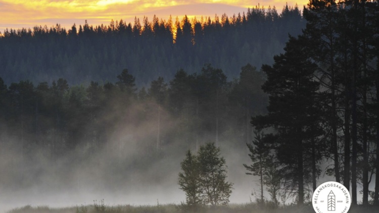 Mellanskogakademin – skogsskötselplan i teori och praktik!