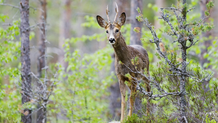 Skogskväll med tema röjning och vilt!