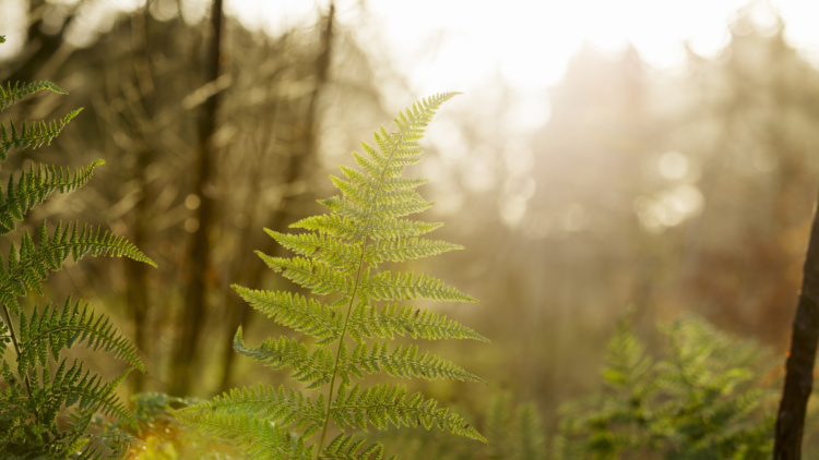 Mellanskog bjuder in medlemmar till ett besök i Falu Gruva