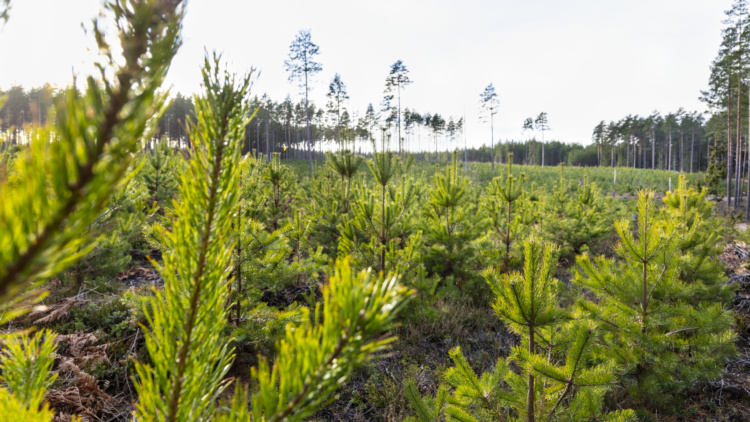 Inbjudan till Skogsskötselkväll i Sundborn!