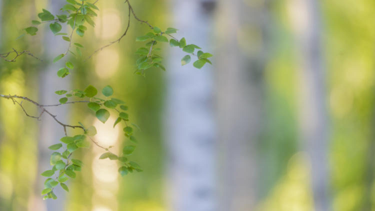 Exkursion om mer lövinslag i skogsbruket