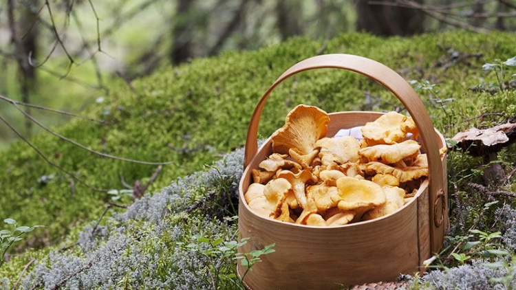 INSTÄLLT. Svampdag – vi lär oss mer om svampar