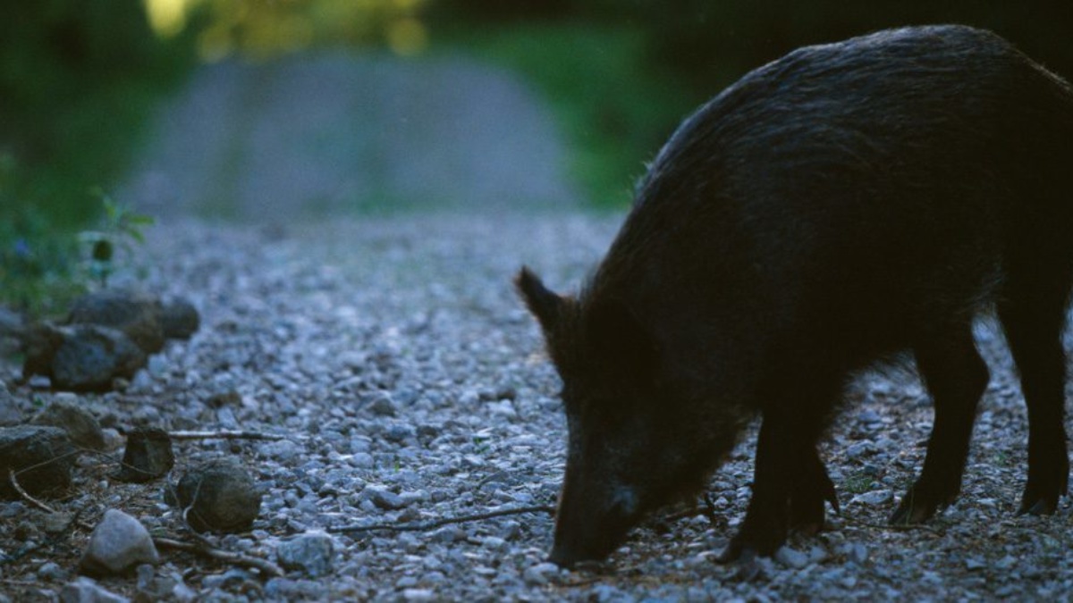 Afrikansk svinpest upptäckt i Mellanskogs geografi
