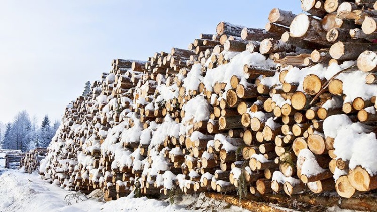 Webbinarium: Virkesnytt 2024