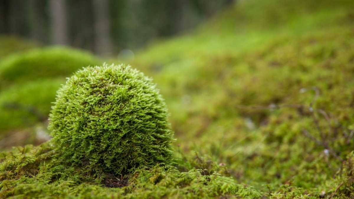 Välkommen på årsmöte!
