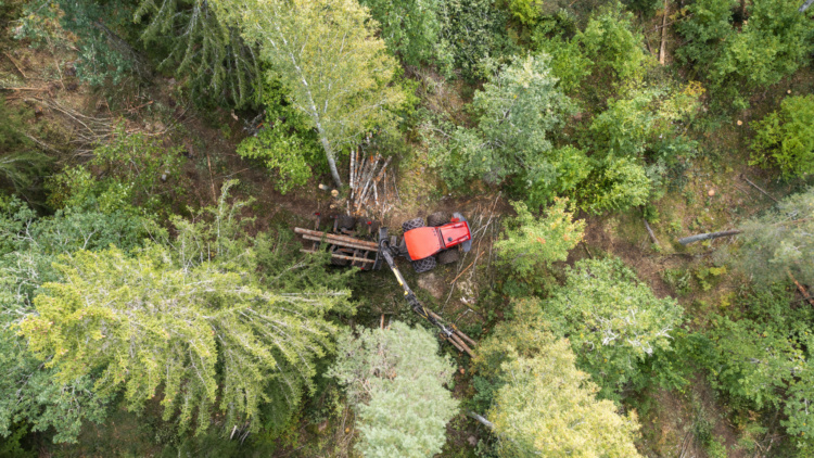 Skogsdag med tema hyggesfritt