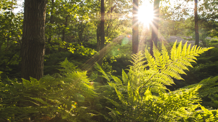 Inbjudan till Mekomeks maskindag – träffa Mellanskog på plats