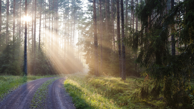 Kvinnor som äger skog – se hit!