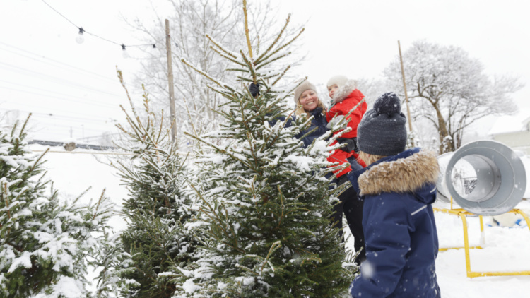 Julgranshuggning i Utnäs, Forsa