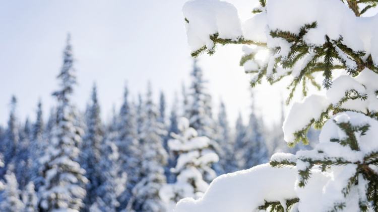 After Work med Mellanskog!