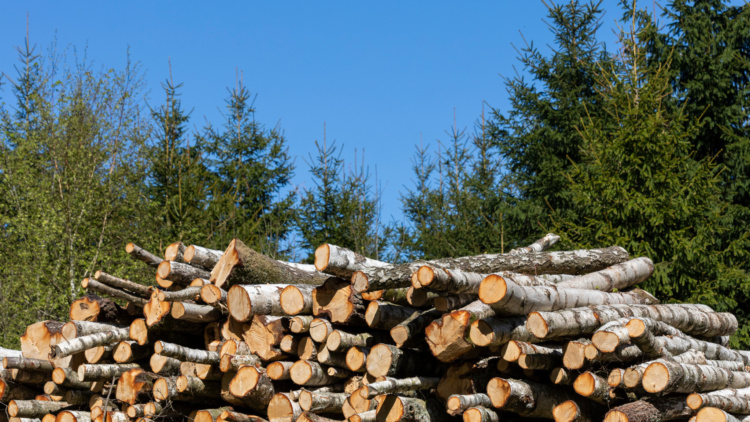 Webbinarium: Ekonomi och skatt i skogen för medlemmar
