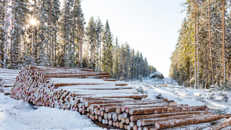 Webbinarium: Nytt på virkesmarknaden