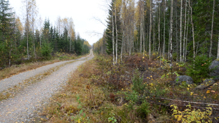 Välkommen till en lärorik dag om skogsbilvägar!