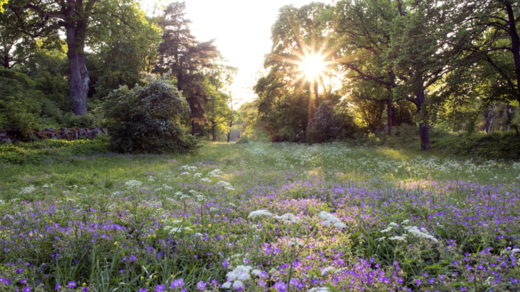 After work hos Mellanskog