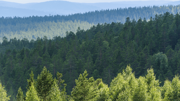 Träff med Skogen i skolan & Skogsstyrelsen
