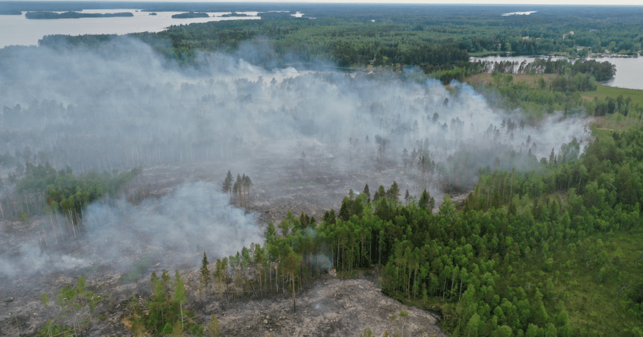 skog naturvårdsbränning