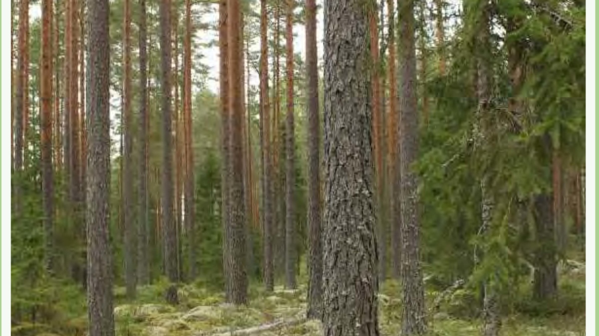 Skogsfastighet Fagersta Brandbo 5:77
