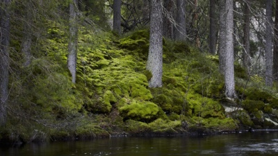 Ny dom – skogsägare nekas ersättning trots betydande intrång