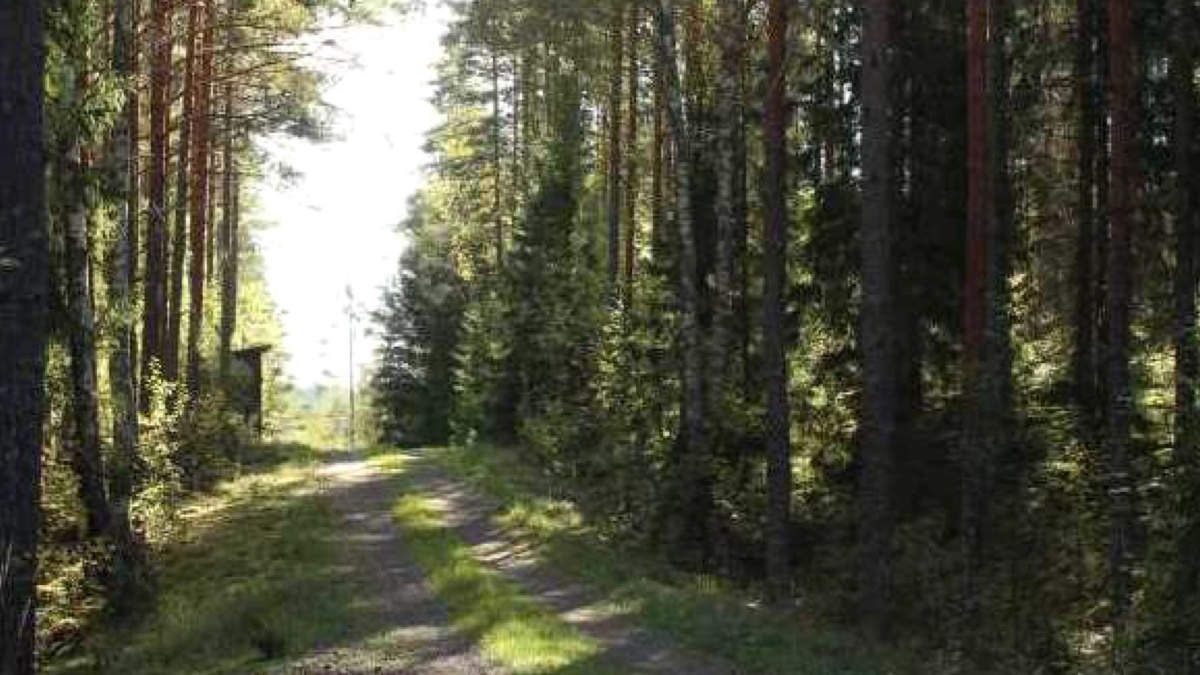 Skogsfastighet Sala Åby 1:11