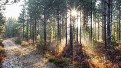 Mellanskog står stadigt trots svagare kvartal