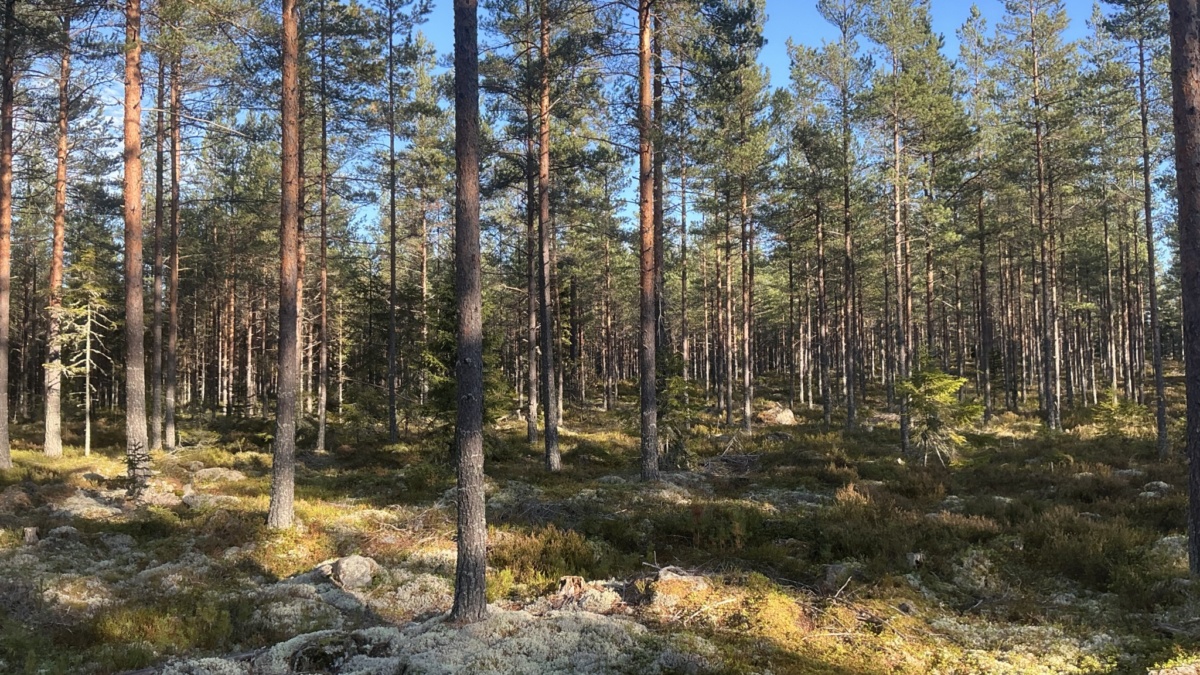 Skogsfastighet Vreten