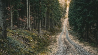 Fyra av fem skogsägare oroas av skogspolitiken