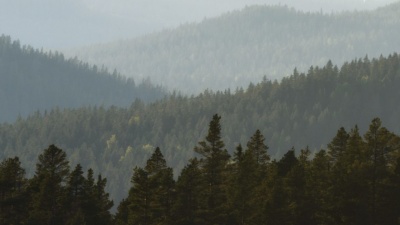 Skogsutredningen bekräftar frihet under ansvar