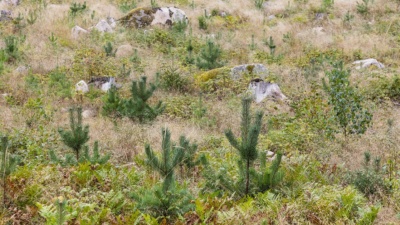 24 miljoner plantor 2025 – tallen tar täten före granen