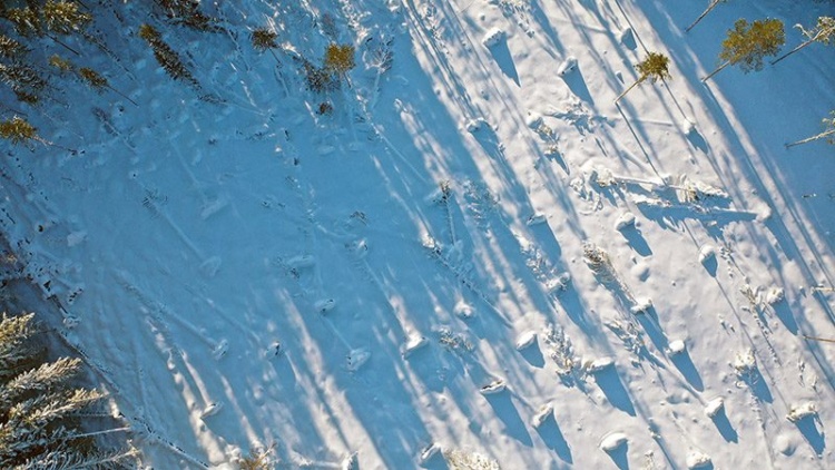 Digitalt informationsmöte om stormen Johannes + Säker Skog