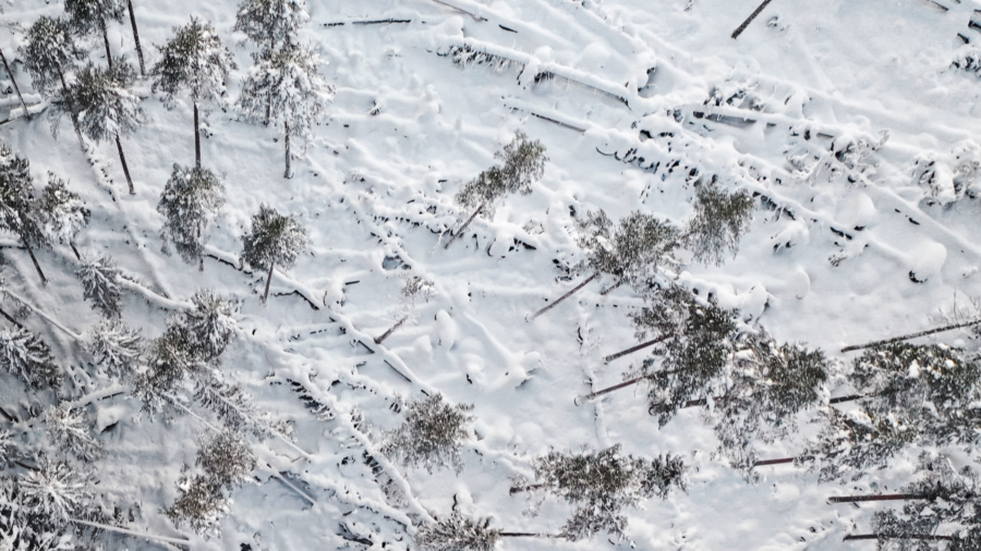 Skarpa åtgärder krävs för att undvika miljardförluster i skogen